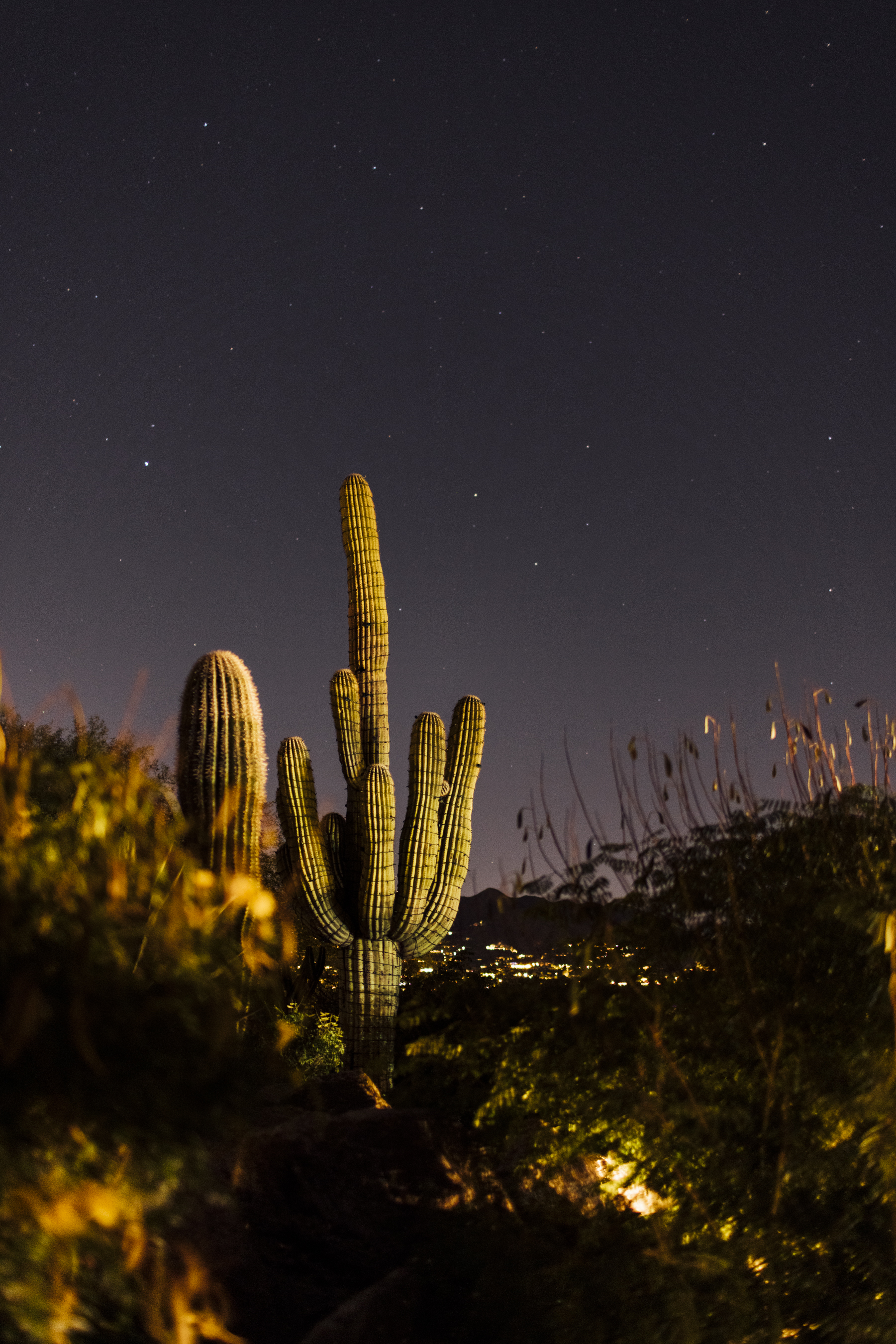 Cactus at night