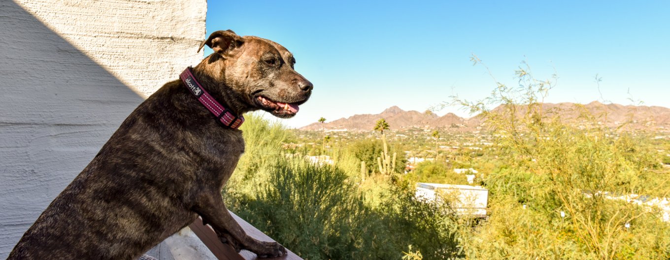 Dog enjoying the afternoon view from Mountain Suite balcony.