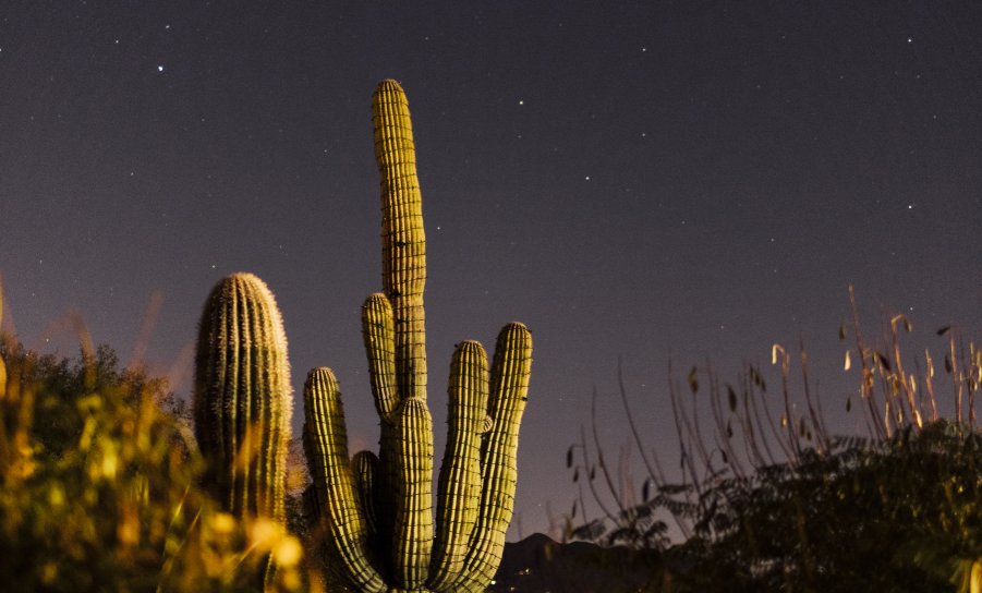 Cactus at night