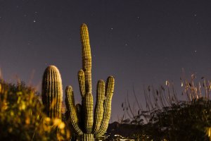 Cactus at night