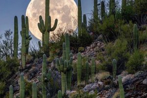 Moon over desert