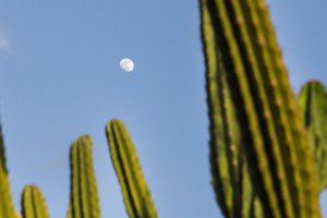 Moon with Cacti