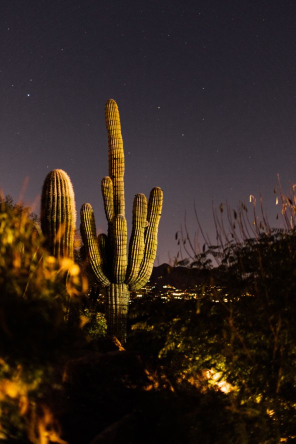 Saguaro cactus and desert landscape with stars shining.