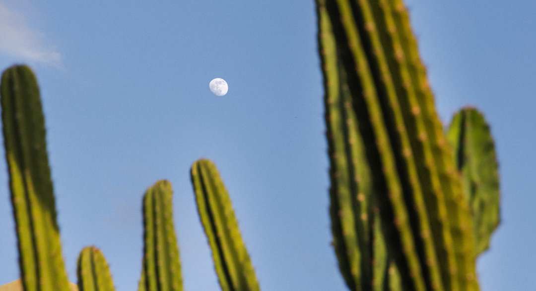 Moon with Cacti